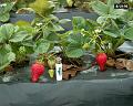 Albion Vissers aardbeiplanten BV America strawberryplants